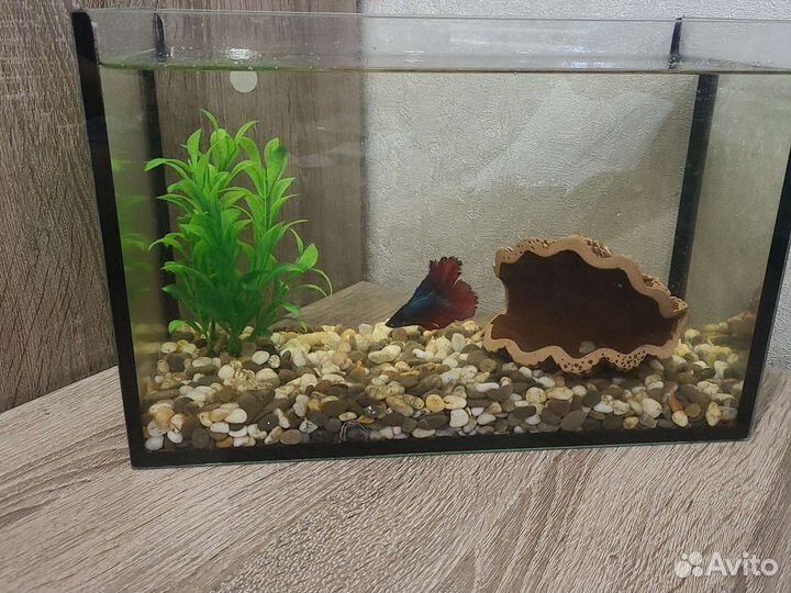 Аквариум с рыбкой