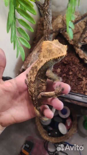 Реснитчатые бананоеды