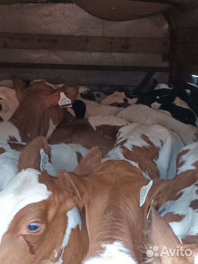 Продаём телят