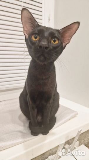 Продаю Сяву