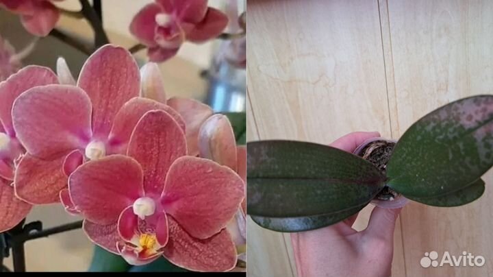 Парфюмерная фабрика и другие сорта