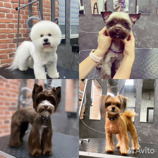 Грумер стрижка собак, обучение