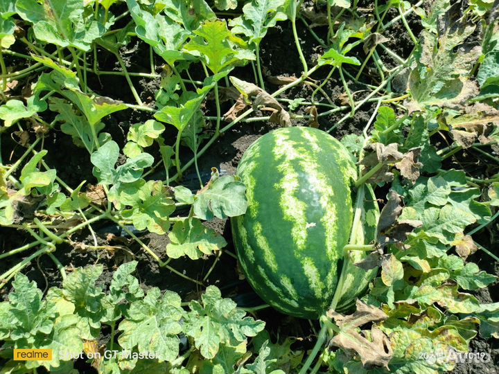 Арбуз оптом Каристан