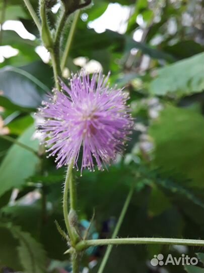 Мимоза,колумнея