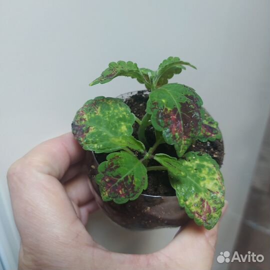 Колеус аватар