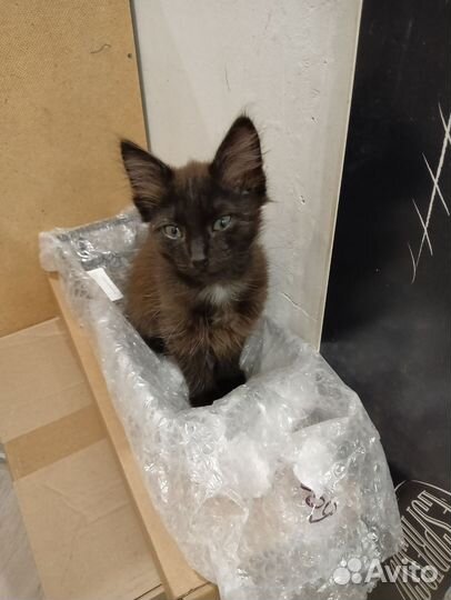 Котик в добрые руки