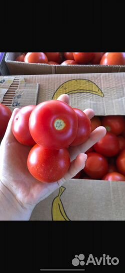 Помидоры свежие