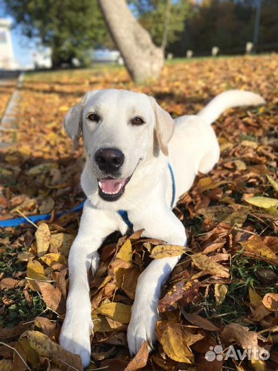 Передержка собак