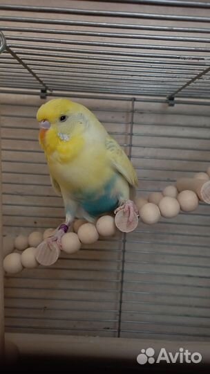 Волнистые попугаи