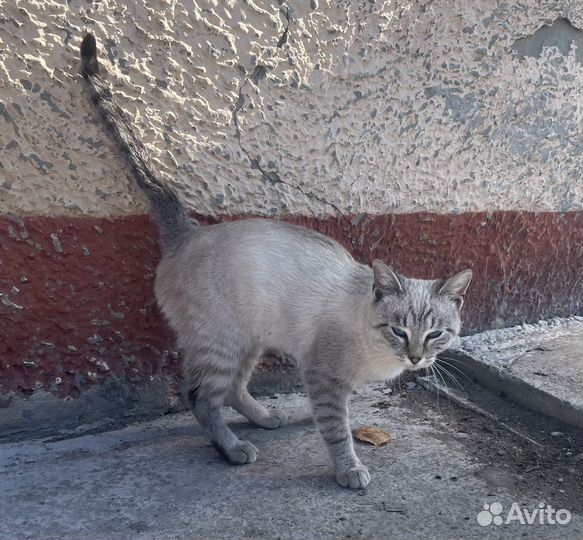 Отдам кота