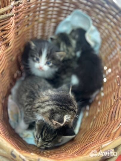 Котята в добрые руки