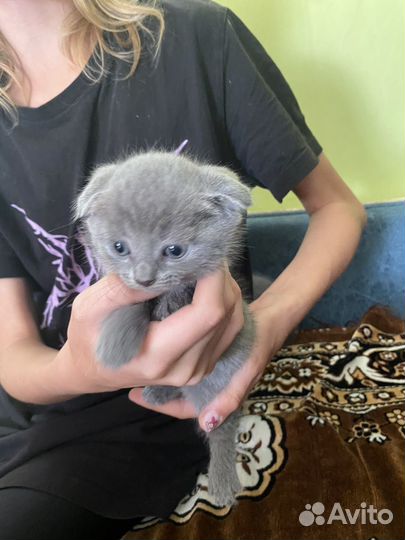 Британские котята