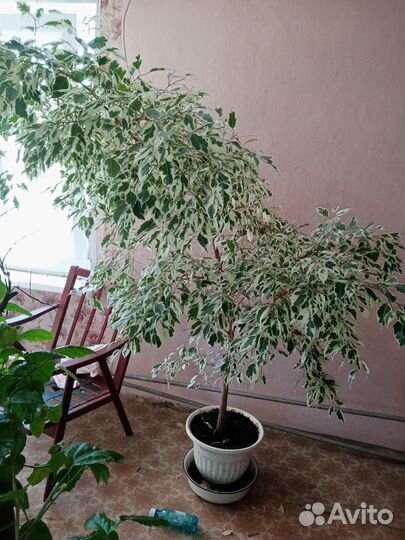 Цветы комнатные