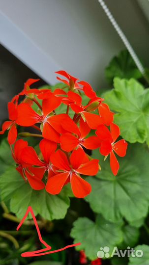 Пеларгония герань