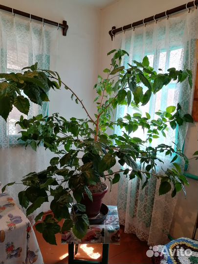 Китайская роза