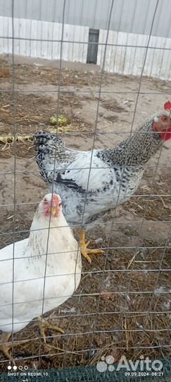 Молодые петухи