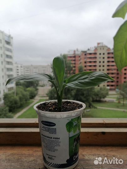 Спатифиллум Сенсация