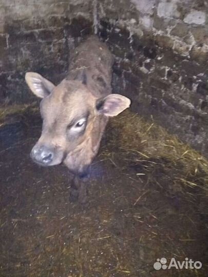 Телята разные