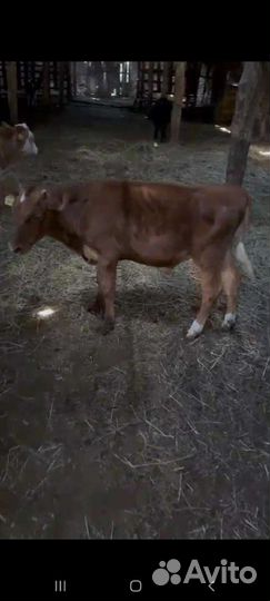 Бычки-телочки симинталки