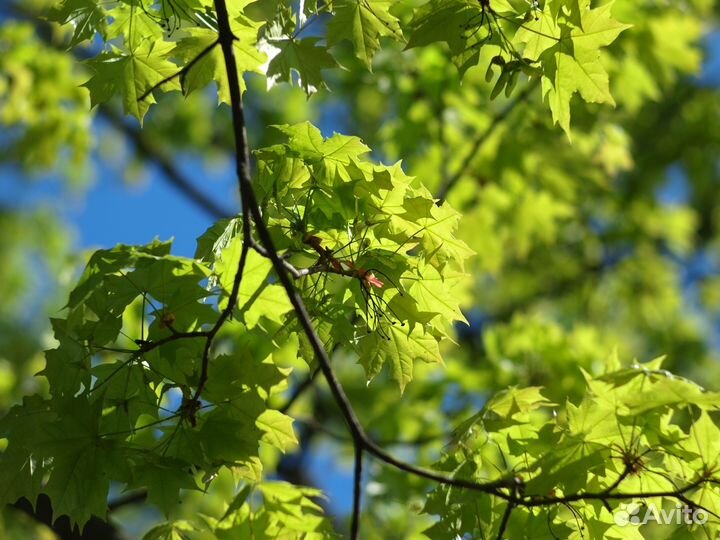 Fuji 75mm 1.8 MFT M4/3 GH5 OM-D blackmagic 4K 2.5K