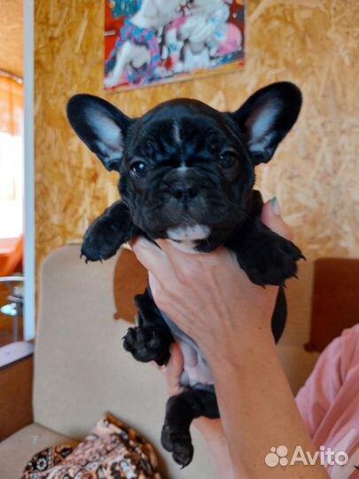 Французский бульдог щенки