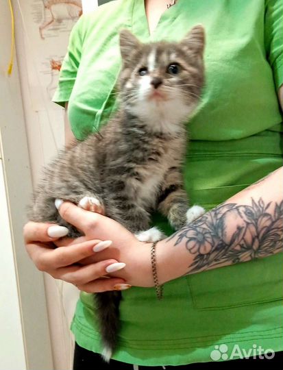 Особый котенок в добрые руки, стерилизованна