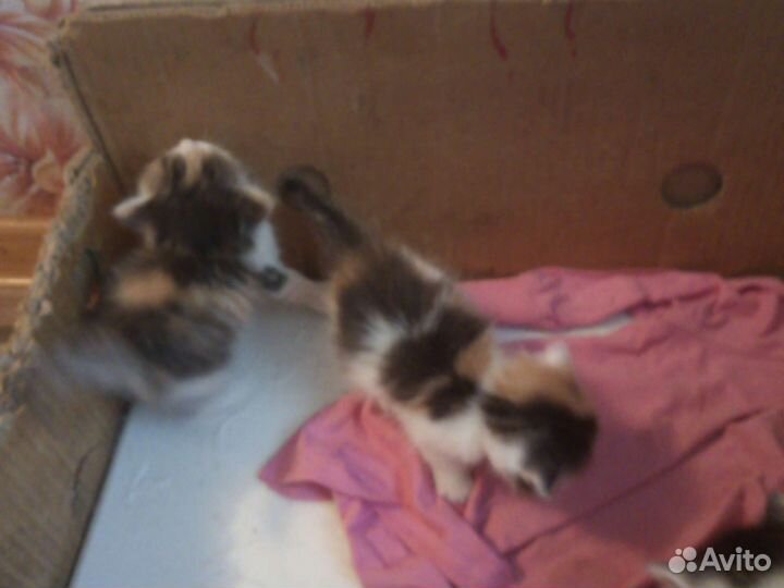 Котята в добрые руки 1 месяц