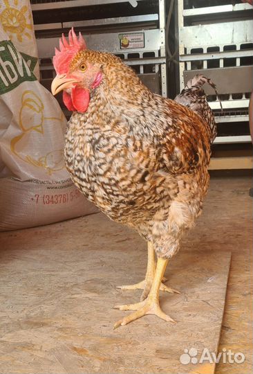 Инкубационное яйцо Билефельдер