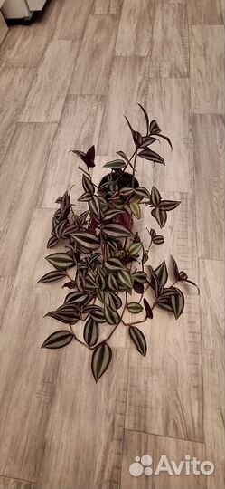 Традесканция