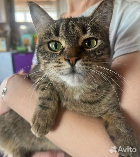 Кошка в дар