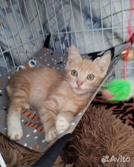 Рыжий котенок в добрые руки бесплатно