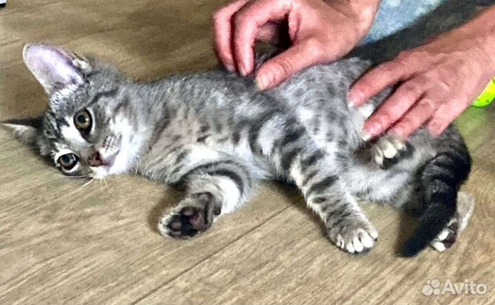 Котенок 3 мес в любящие руки