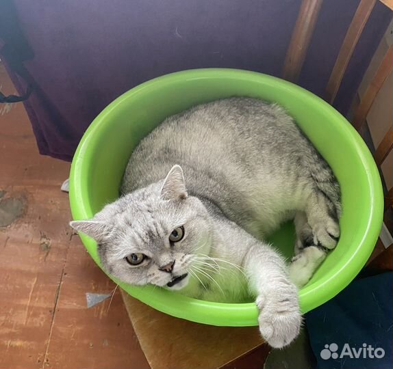 Котик взрослый в добрые руки