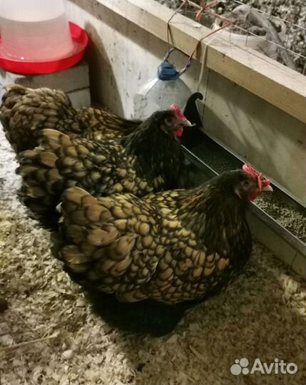 Цыплята орпингтона золотоокаймленного