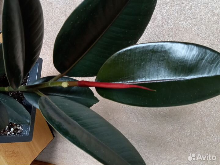Фикус эластика Чёрный принц