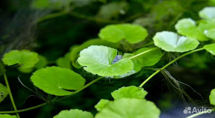 Аквариумные растения