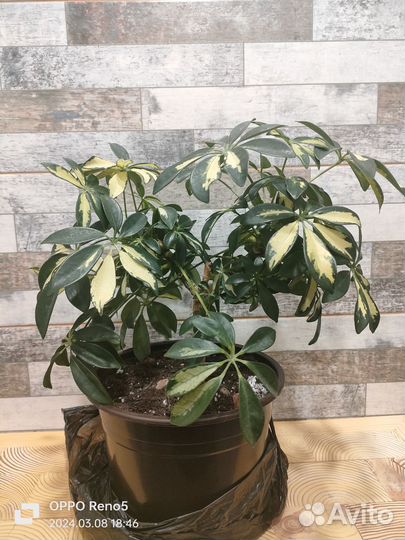 Шеффлера Компакта