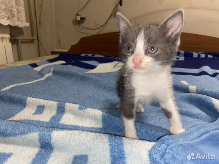 Котенок