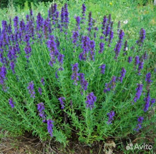 Иссоп декоративное лекарственное растение