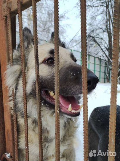 Спасите собаку