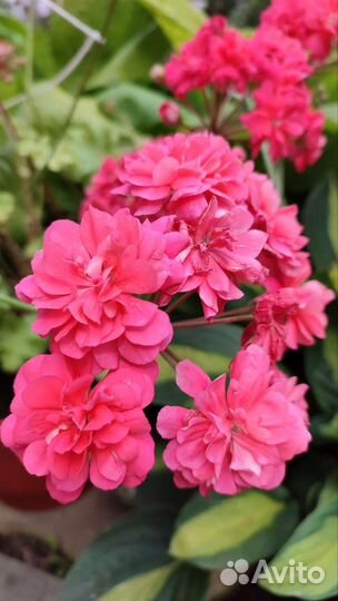 Пеларгония Ю Лариса Огудалова