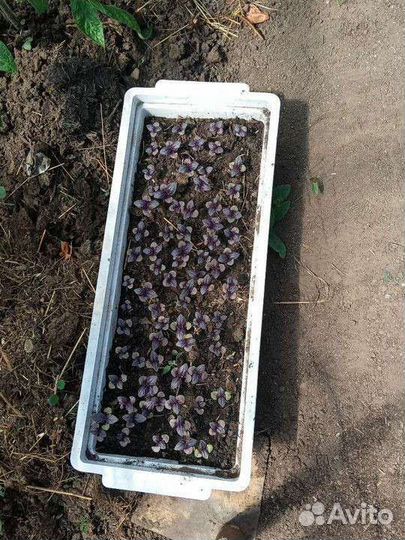 Рассада базилик