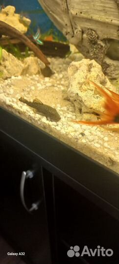 Сомики анциструсы