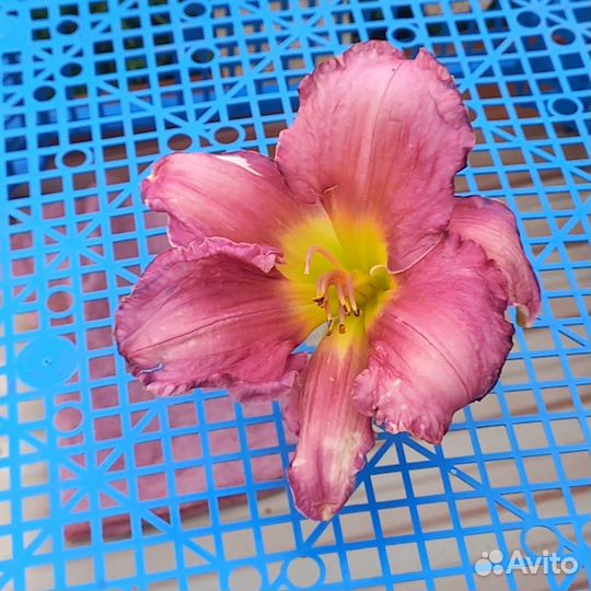 Продам лилейники