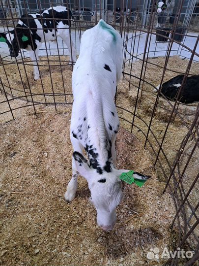 Телята бычки