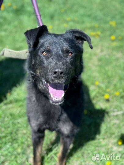 Пес Снупи из приюта ищет дом