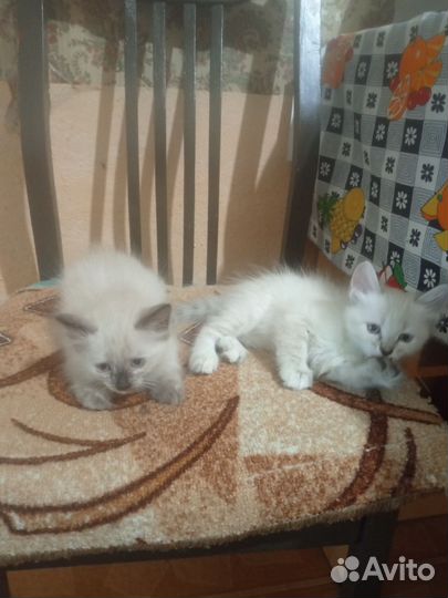 Котята в добрые руки бесплатно