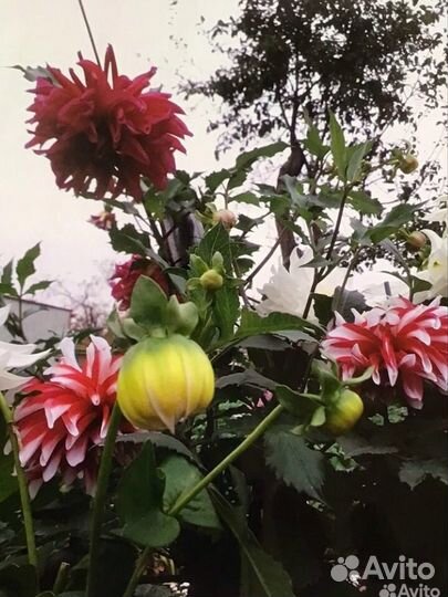 Клубни георгин