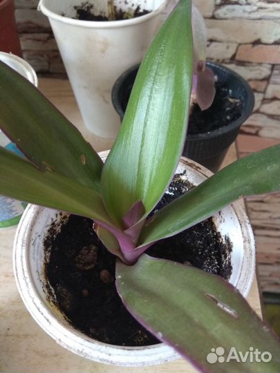 Цветы комнатные