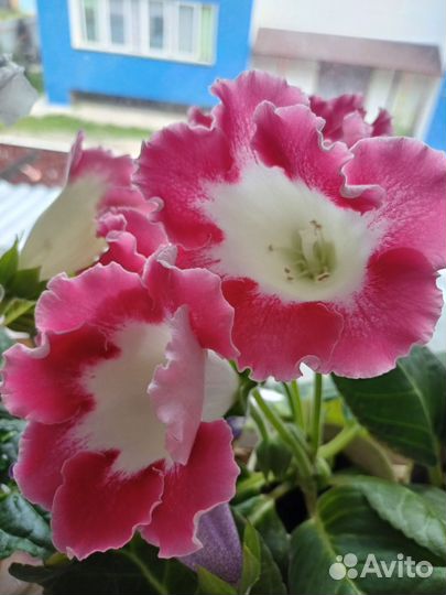 Комнатные цветы